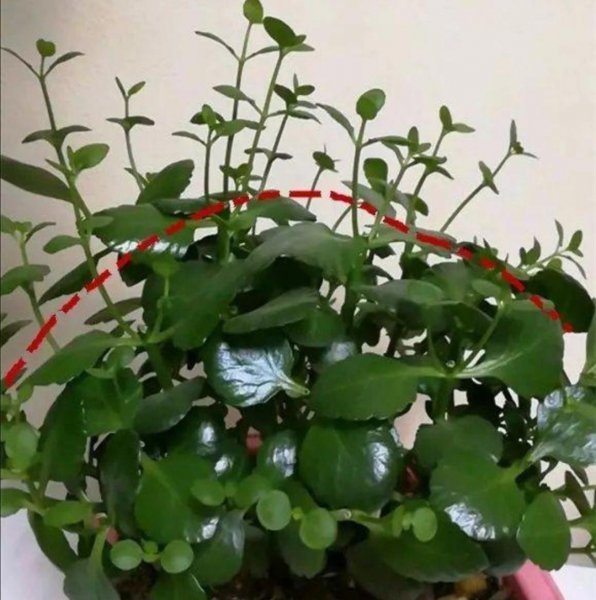 长寿花老桩怎么修剪才能爆盆