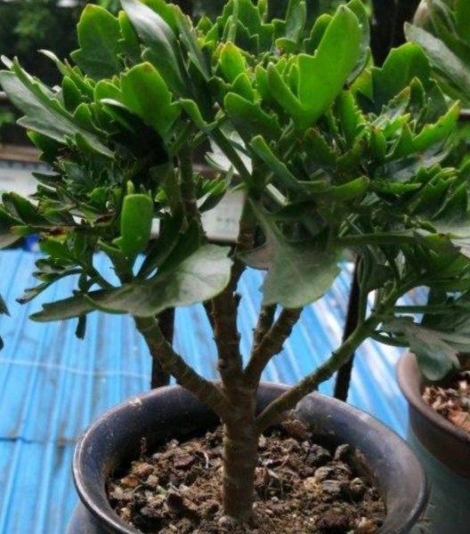 长寿花老桩怎么修剪才能爆盆