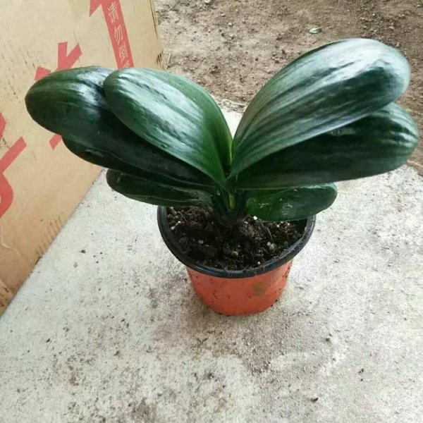 君子兰什么时间换土换盆最好