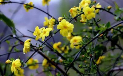 迎春花长什么样子图片 春寒料峭时开花迎春花也叫金腰带