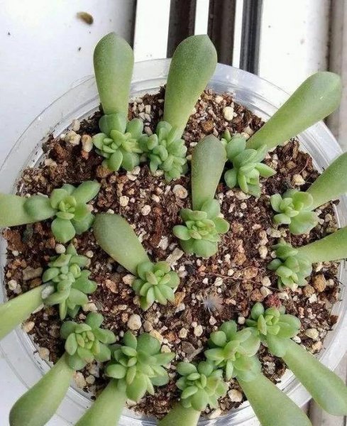 刚买的多肉怎么种植步骤