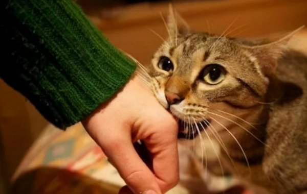 猫喜欢咬人手是为什么