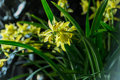 国画四君子是指哪四样