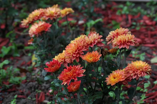 国画四君子是指哪四样