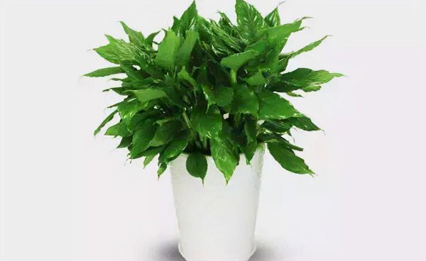 八种植物招财又旺宅还好养