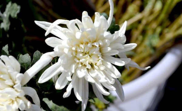 带思的诗句唯美