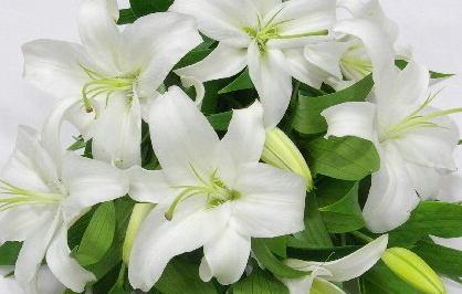 带思的诗句唯美