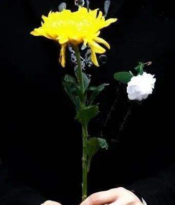 带思的诗句唯美