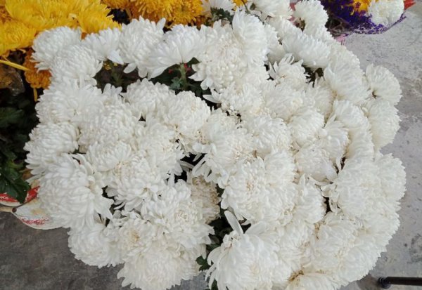 带思的诗句唯美