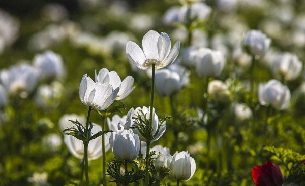 带思的诗句唯美