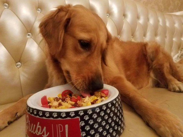 狗狗宁愿饿着不吃狗粮怎么回事