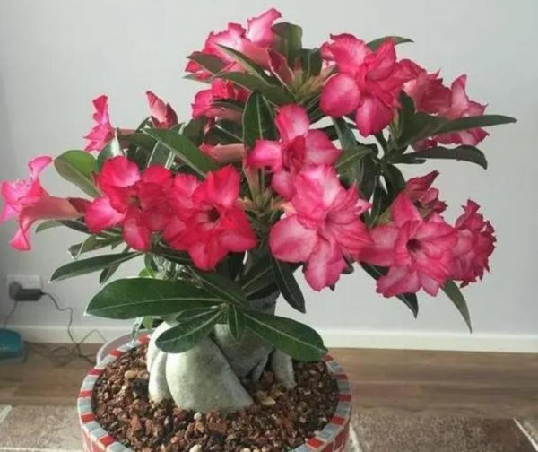 好种易活的花卉有哪些品种
