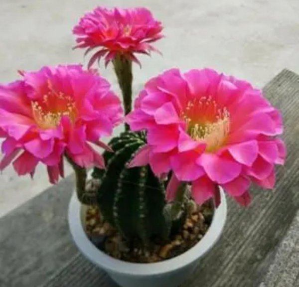 好种易活的花卉有哪些品种