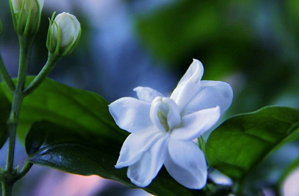 茉莉花诗句经典名句大全