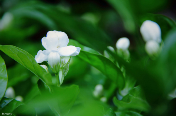 茉莉花诗句经典名句大全
