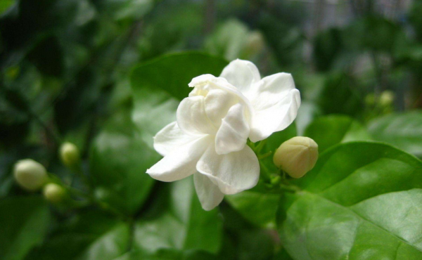 茉莉花诗句经典名句大全