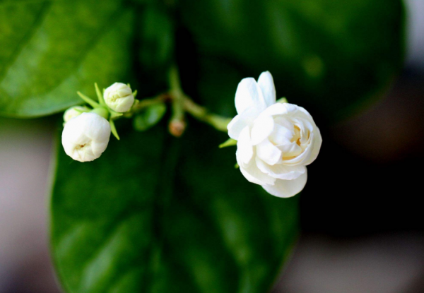 茉莉花诗句经典名句大全