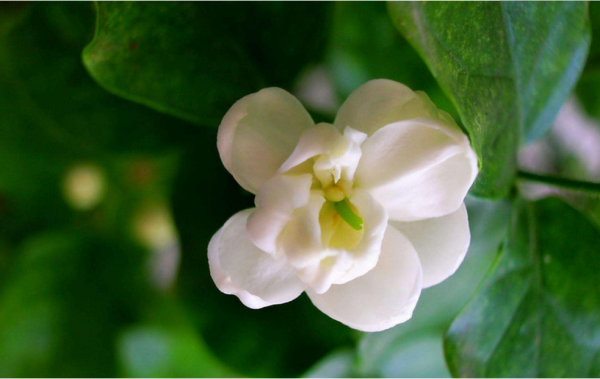 茉莉花诗句经典名句大全