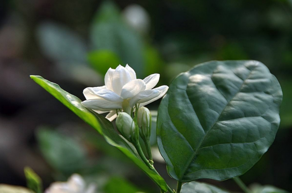 茉莉花诗句经典名句大全