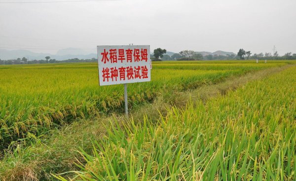 杂交水稻是转基因吗