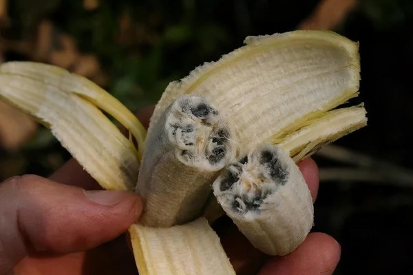 香蕉是木本植物对吗