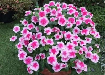 四季常开的室内盆花品种 一年四季开花的漂亮花卉植物