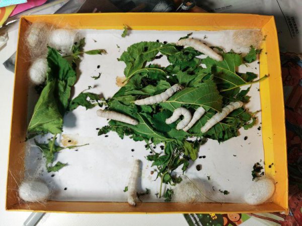 对天下不幸之人同情的诗句