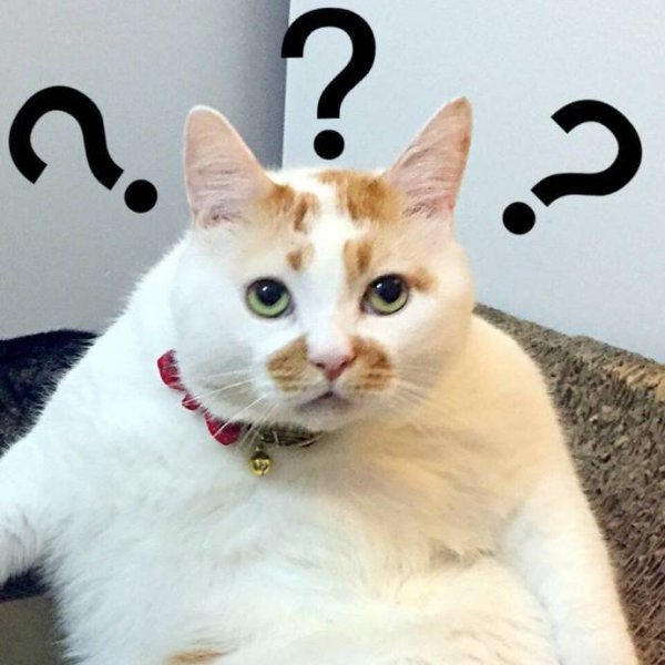 云养猫什么意思网络用语