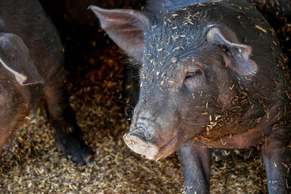 黑猪肉和白猪肉的区别和营养价值