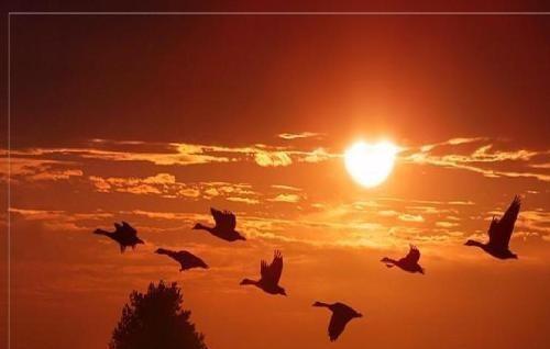 古藤老树昏鸦的作者是谁