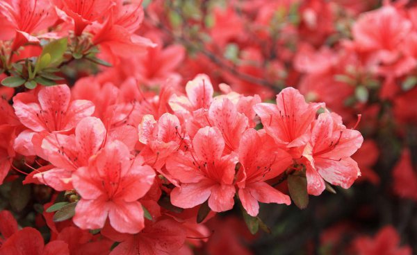 花蕊夫人被后世称为什么花神