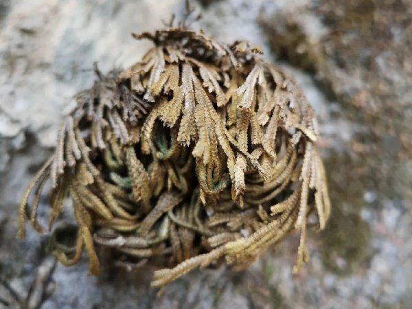卷柏是什么植物类群