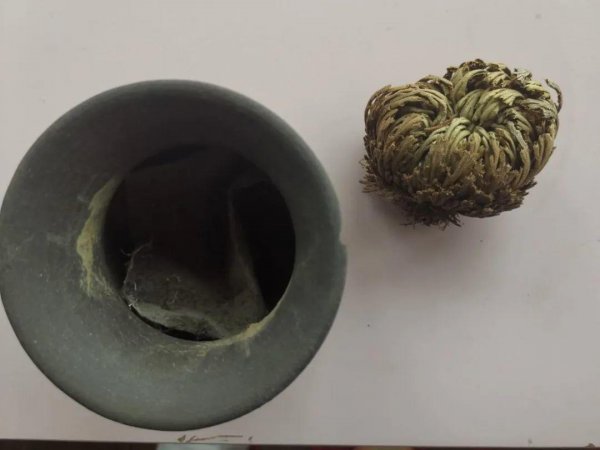 卷柏是什么植物类群
