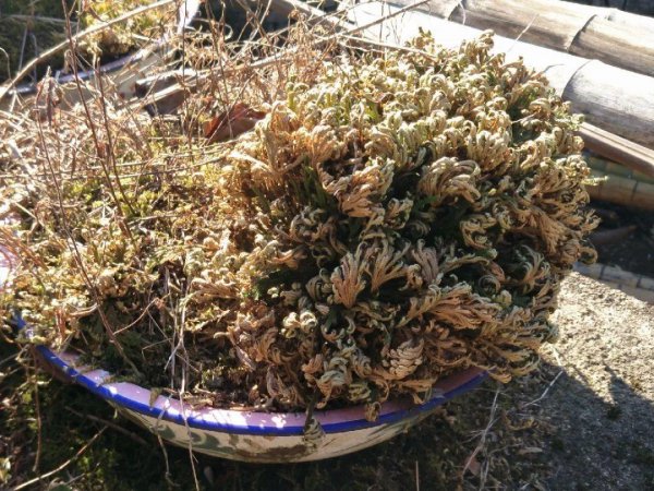 卷柏是什么植物类群