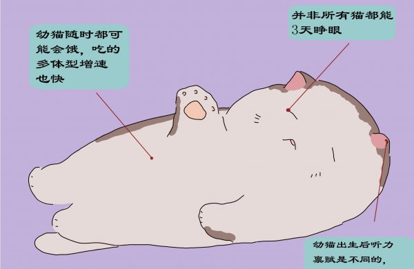 猫崽多少天最容易死