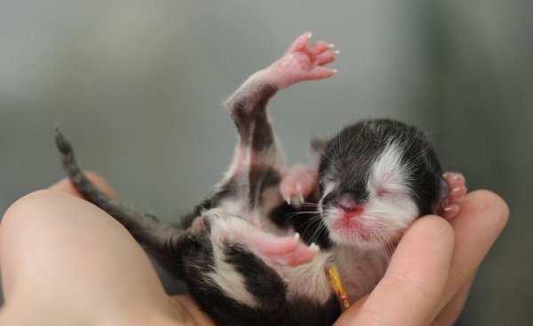 猫崽多少天最容易死