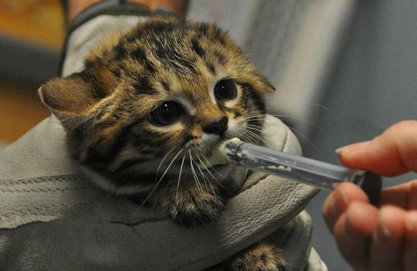 最小的猫品种