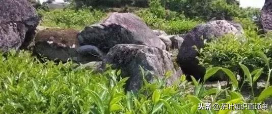 岩茶的五大种类的特点