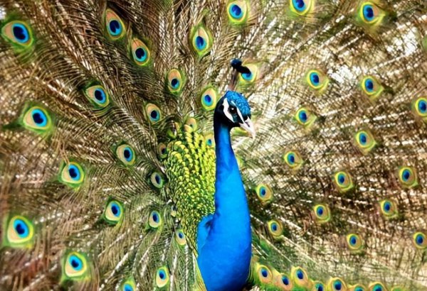 印度国鸟之称的动物