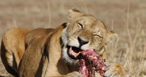 茹毛饮血的意思解释词语