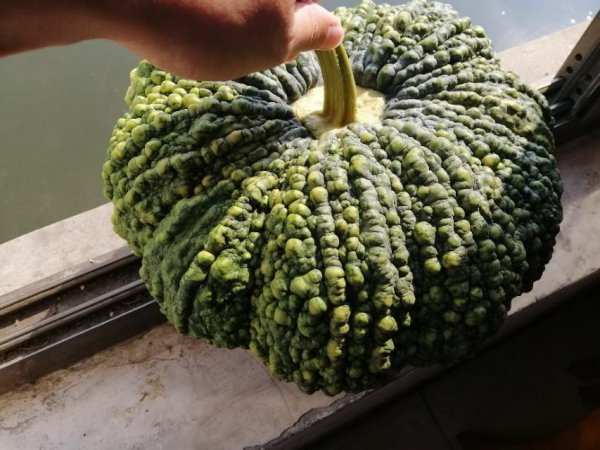 家里养小龙虾喂它什么食物