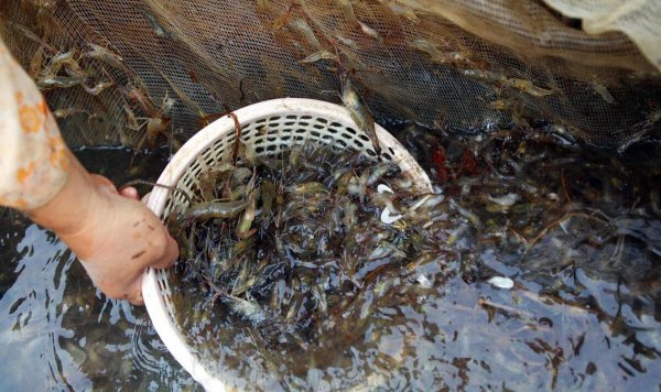 河虾和海虾的区别及营养价值