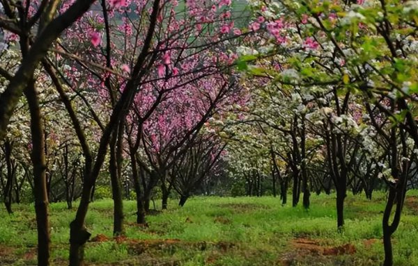触景生情的诗句赏析
