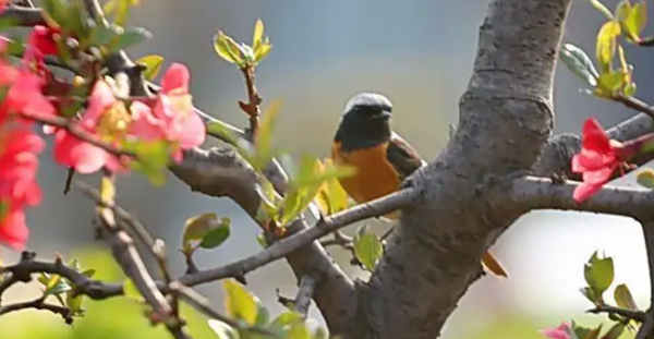 触景生情的诗句赏析