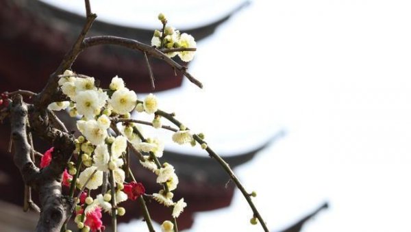 带有梅花的诗句