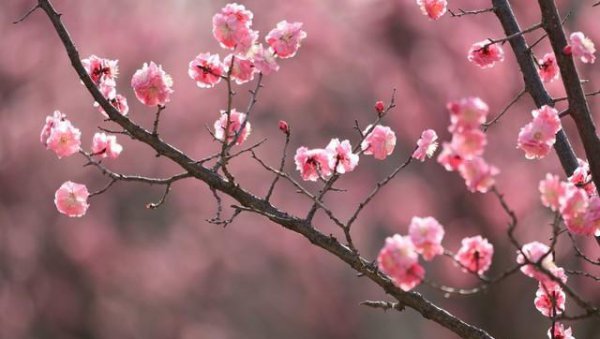 带有梅花的诗句