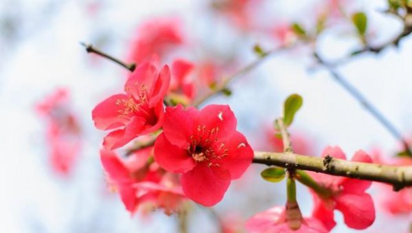 带有梅花的诗句