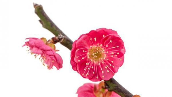 带有梅花的诗句