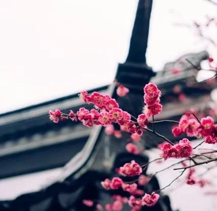 带有梅花的诗句