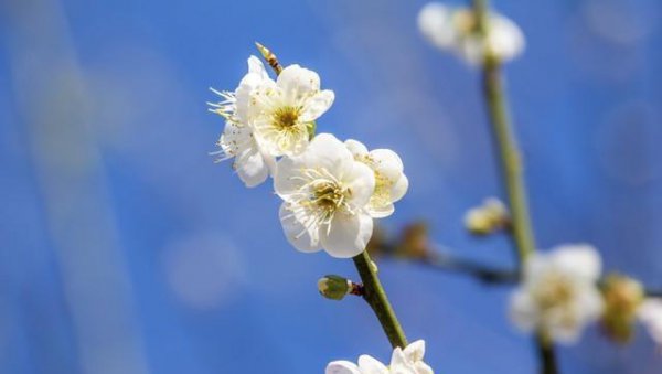 带有梅花的诗句